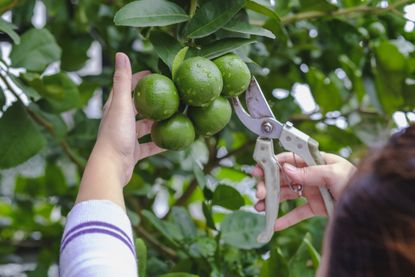 Pruning a fruit tree with woman holding secateurs to limes
