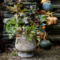 Barnacle Urn planter | $248 from Terrain